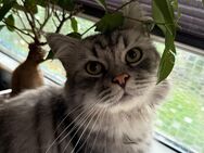 Bkh Perser Mix Kater - Bochum