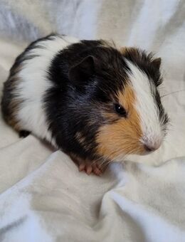 Meerschweinchen Weibchen 8 Wochen - Högsdorf