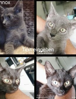 Katzenkinder, maine- coon/ Siam mix - Zarrentin (Schaalsee)