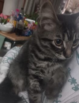 süßer Kater in liebevolle Hände abzugeben - Bremen