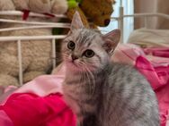 BKH Kitten Kater männlich - Berlin Charlottenburg-Wilmersdorf