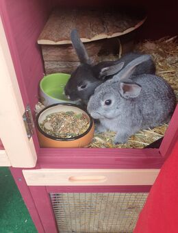 2 Zwergkaninchen mit Zubehör - Sonneberg