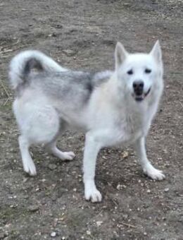 Kenai von kettenlos - Bollingstedt