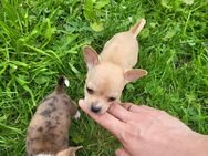 Reinrassige Chihuahua welpen - Rattiszell