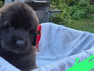 Welpe, Hund, Hündin, Rüden, germanischer Bärenhund - Peenehagen