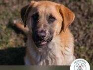 Balou: Lieber Tollpatsch - Kirchzell