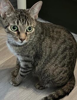 Dori sucht ihr Für-Immer-Zuhause - Hürth