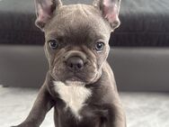 Französische Bulldogge Welpe Blue Auszugsbereit - Homberg (Efze)