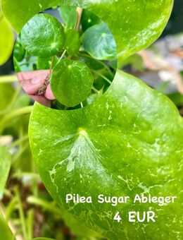 Pilea Sugar Ableger bewurzelt - Berlin