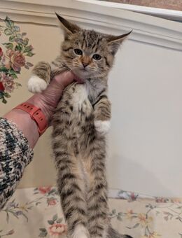 Süße Maine coon Mix katzen - Kyritz