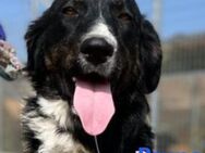 Bruno 10/22 Kuschelbär sucht Zuhause - Heppenheim (Bergstraße)