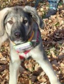 Thelma kleine Abenteurerin sucht Zuhause - Großefehn