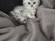 🐾 Britisch Kurzhaar Kitten – geboren am 06.05.2025 - Fürth