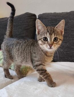 Kitten- Katzenbabys zu Verkaufen - Kreimbach-Kaulbach