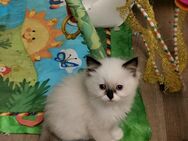 Ragdoll Kitten mit Stammbaum - Gochsheim
