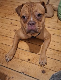 Old English Bulldog Mix⁵ - Lambrecht (Pfalz)