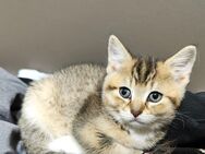 BKH/BLH Kitten 3 Monate alt - Weyerbusch