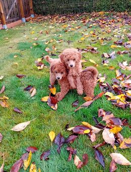 Zwergpudel Rüde 8 Monate alt sucht ein liebevolles Zuchause - Schwarzenborn (Hessen)