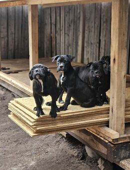 Old Englisch Bulldog Mix Welpen - Panketal