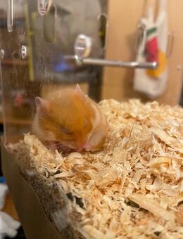 Goldhamster weiblich - Braunschweig
