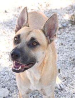 Marga auf einem Feld gefunden Mr - Ludwigshafen (Rhein)