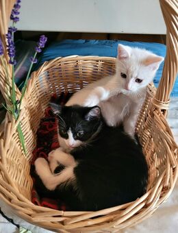 Babykatzen, Katzenbaby, Kitten. Abgabebereit. - Marsberg