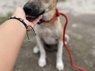 Cooper, lieb aber schüchtern - Bonndorf (Schwarzwald)