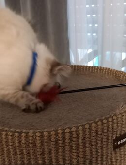 Britisch lang haarige Kitten - Erbach (Hessen)