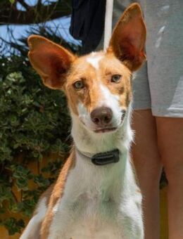 Fidji wer zeigt ihr die große weite Welt - Laatzen