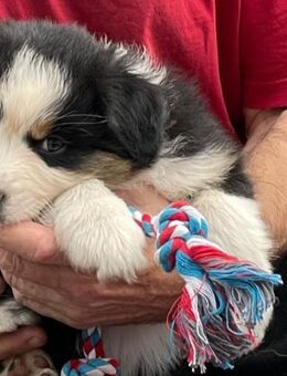 Australian Shepherd Welpen, ASCA Papiere - Kölleda