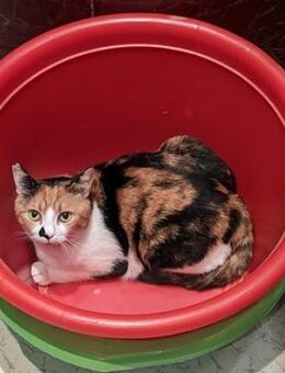 Maya - Biene sucht dich :) - Esslingen (Neckar)