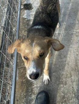 Asti sucht ein liebevolles Zuhause - Blankenheim (Nordrhein-Westfalen)