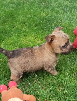 Cairn Terrier Welpen, 3 Hündinnen, 1 Rüde - Hoogstede