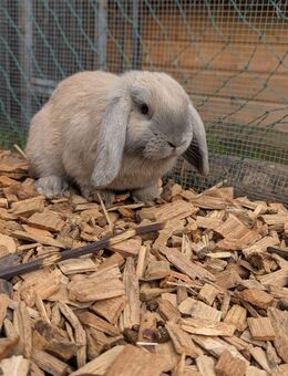 Widder Zwergkaninchen Hasen Kaninchen - Neuhausen (Fildern)