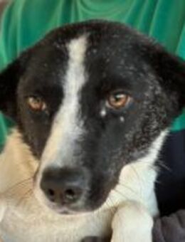 Frieda ist eine Herzenshündin 🐾 - Elsdorf (Nordrhein-Westfalen)