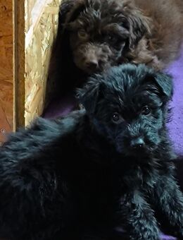 Aussiedoodle Hündin (jetzt Abgabebereit) - Langenbach (Rheinland-Pfalz)