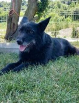 Mariechen sucht ein Zuhause - München