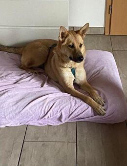 Traumhund sucht ihr für immer Zuhause! - Teisnach