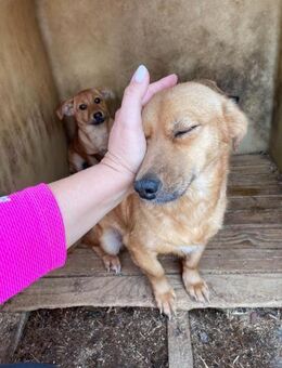 🌷Sanfte Seele Nettle 🌷 - Eislingen (Fils)