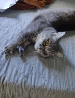 Munchkin sucht neues Heim - Witten