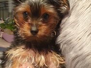 Yorkshire Terrier Welpe sucht liebevolle Familie - Frankfurt (Main) Schwanheim