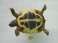 Griechische Landschildkröten - Erfurt