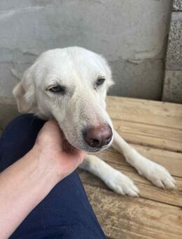 Soraya, 3 Jahre, zweite Chance gesucht - Schwalmtal (Nordrhein-Westfalen)