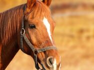 Profi-Reitanlage mit 40er Halle und 60er Platz zu verkaufen - Delmenhorst