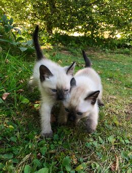 Siam Kitten - Neuhof (Hessen)