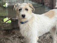 Flauschhund Linus suchte seine Menschen - München