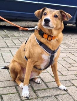 YUMA eine sensible Seele sucht Vertrau - Algermissen