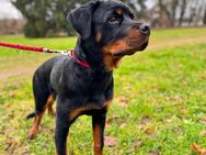 Rottweiler Welpe abzugeben – Liebevolles Zuhause gesucht - Langwedel (Niedersachsen)