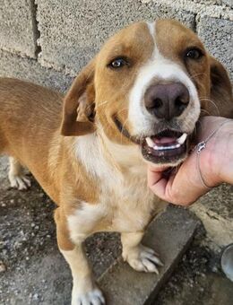 Gordon- treuer Freund mit großem Herz🐶 - München