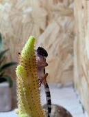 Leopardgeckos NZ 25 in 54538